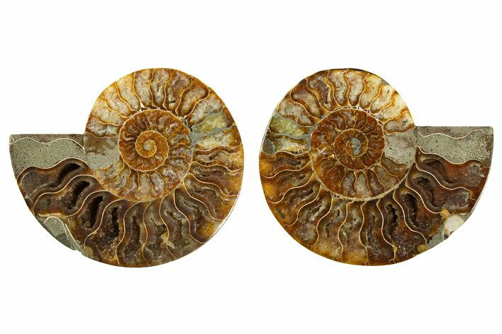 Cut & Polished, Agatized Ammonite Fossil - Madagascar #308682